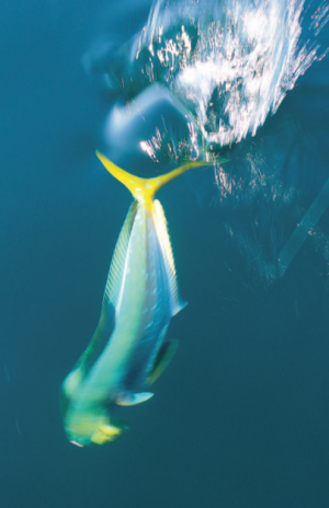 If you leave a hooked mahi in the water near the boat, it will attract its friends and make for fast and furious fishing.