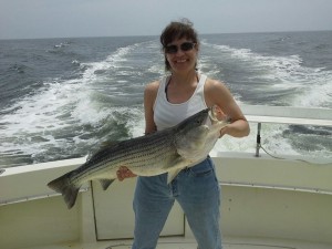 Pamela Nellis from Minnesota caught this beautiful striped bass while fishing with Rock and Roll Charters out of Clinton, Connecticut.