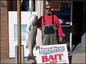 Mike Ferrara nailed this 49-pound, 13-ounce monster Wednesday on clam in the middle of Brigantine Island.