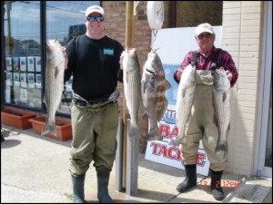 brigantine_stripers