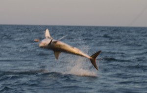 The author shot this photo of a leaping mako last week. The shark measured 9 feet and was released to fight another day.