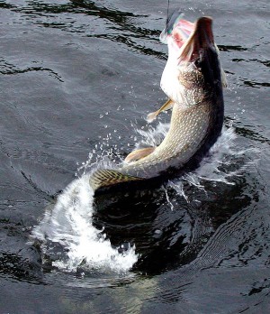 A northern pike makes a violent attempt to throw the hooks. A large pike&rsquo;s sharp teeth can easily slice through a monofilament leader, so wire is advised. -photo courtesy of Salmo Lures