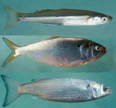New England Baitfish Our local waters offer a wide variety of forage fish. Silversides (top) are abundant along beaches and estuaries throughout the season, and large silversides (5 to 6 inches long) make great bait for fluke, stripers and false albacore. Menhaden(middle) are also abundant throughout the region, and adults measuring over 12 inches are arguably the best livere bait for stripers and bluefish. Juvenile menhaden, or peanut bunker, show up by the millions early in the fall, serving as a staple forage food for all game fish. Mullet (bottom) appear in southern New England when water temperatures peak in the fall. They make a great bait for stripers and fluke.