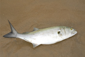 Although live bait is often considered necessary only for large, picky striped bass, bluefish can be tough to take on artificials at times, too -- especially when waters are very warm and low in oxygen. But fresh live bait obtained on-site is rarely refused in these conditions.