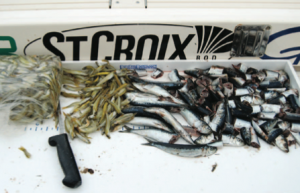 Whole spearing and chunked sardines doled over the side will reveal whether any mahi are present under a piece of structure, and the bait will hold their interest while you present lures and flies to them.