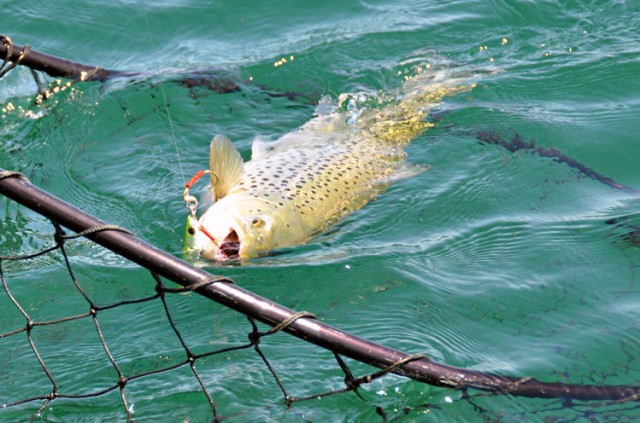 Brown Trout in Net