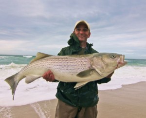 Though the November surf is dominated by abundant smaller bass, when big bait moves in, big stripers are often hot on their tails.