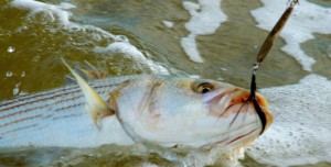Dressing the hook of a metal lure with black saddle hackles can draw more strikes from sand-eel-crazed stripers.