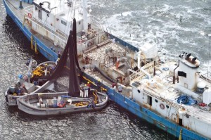 omega_protein_menhaden_fishing_chesapeake omega_protein_menhaden_fishing_chesapeake