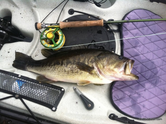 This 4.5 pounder hit a bulky streamer on the fall. 