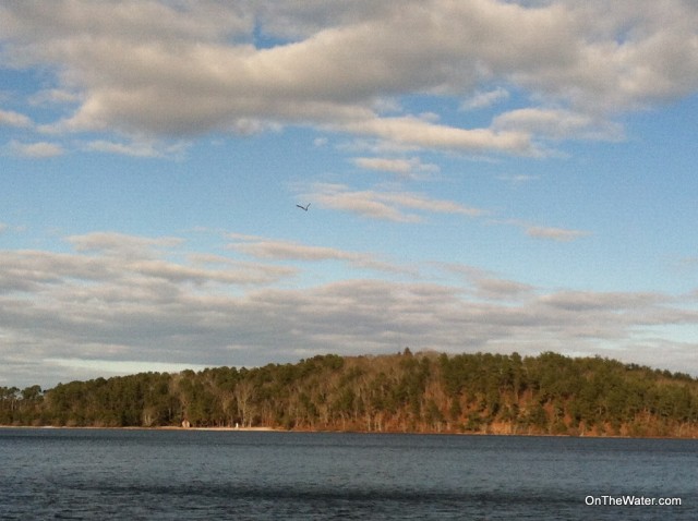 I was too slow with the camera to get a good picture of the Cliff Pond Eagle, but you can just about make out the bird in the middle of this shot. 