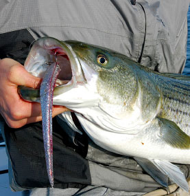 Large soft-plastic lures are a good match for the baitfish present around Provincetown in June.