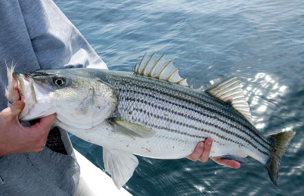 Chunky stripers from 28 to 36 inches are common around Provincetown in June, with occasional bigger fish mixed in.