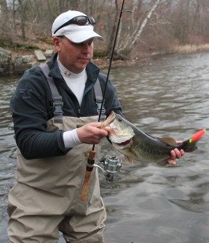 The appearance of river herring has put bass on the feed. Rick Holbrook took this nice bucketmouth with a shiner.