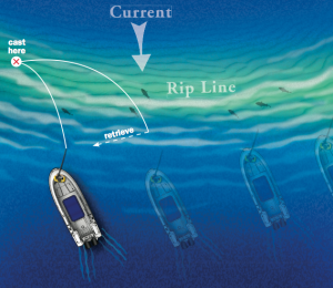 Fishing Into a Rip: This technique works well on long, well-defined rips. Point the boat at a 45-degree angle into the down-current side of the rip. With the boat in gear, the current will negate the forward progress, and the boat will move along parallel to the rip. The angler should cast over and into the rip, letting the rig tumble through it back toward the boat.