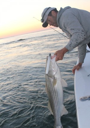This nice striper couldn't resist the author's 9-inch  RM Smith JackHammer!