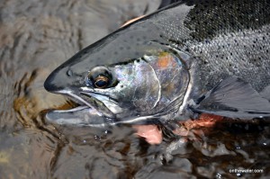 salmon river steelhead salmon river steelhead