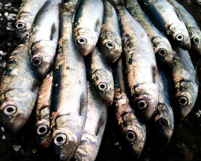Tidal rivers in western Long Island Sound are stacked with schools of Atlantic sea herring. Try using Sabiki rigs during the high outgoing tide. photo credit: Kierran Broatch