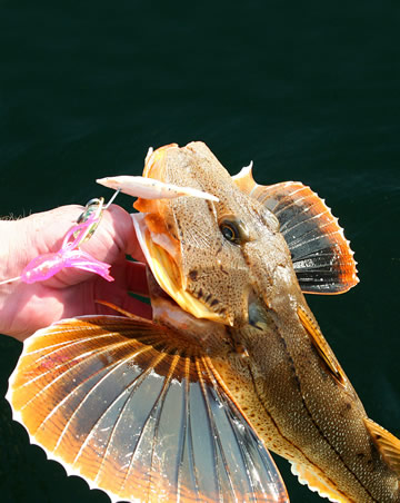 Northern-Sea-Robin Catching Sea Robin