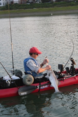 Steve Langston of Melrose prepares to release a nice bass that took a pogy from his Hobie.