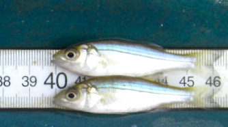 A pair of juvenile striped bass.