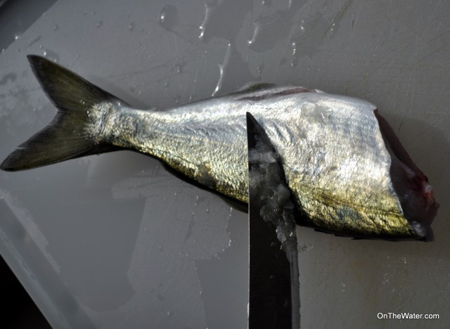 snapper bluefish scaling