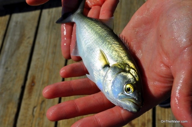 snapper bluefish yellow eye