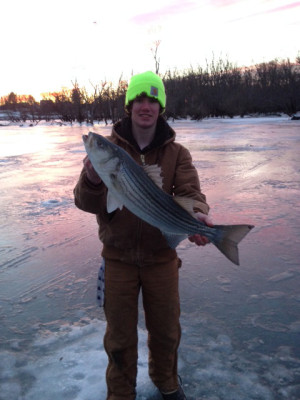 Patrick Sullivan caught this keeper striped bass while ice-fishing on the Connecticut River.