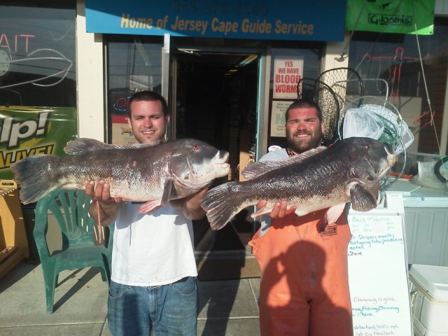 Jimmy and Michael weighed in these two monster tog (15 and 16 pounds) at Sea Isle Bait and Tackle during the last week of the tog season. 