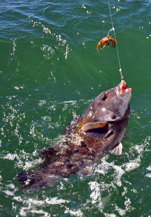 Since blackfish are adept bait stealers, a high-low rig will double your chances of hooking a biting fish.