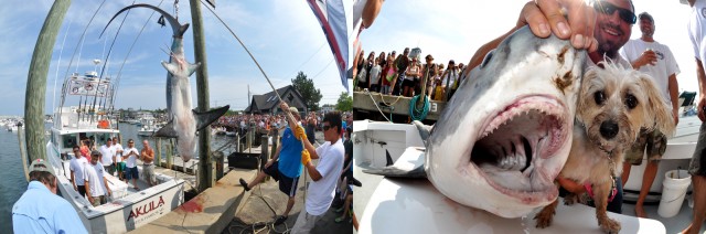 Monster Shark Weigh In