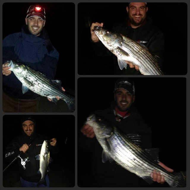 A collage of April  stripers caught this week from White Water Outfitters.