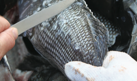 Scale the fish and remove the innards and gills.