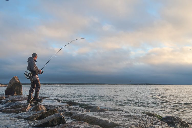 Surfcasting Vineyard Sound Fall Run Striper