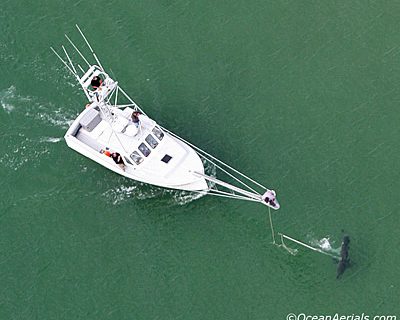 Where the White Sharks Went