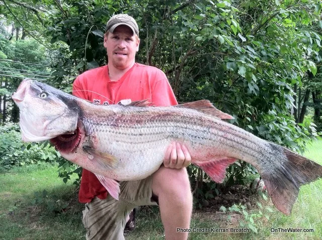 Greg Myerson 81 pound striper
