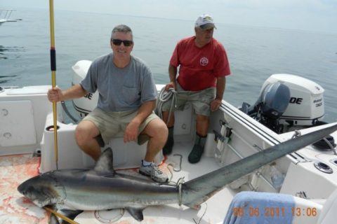 Shark in Boston Harbor