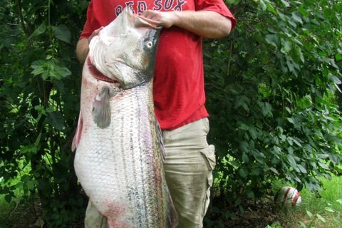 It&rsquo;s Official: New World Record Striper