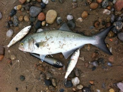 On those rare but wonderful years when the herring swing close to the shoreline, big stripers and blues will follow.