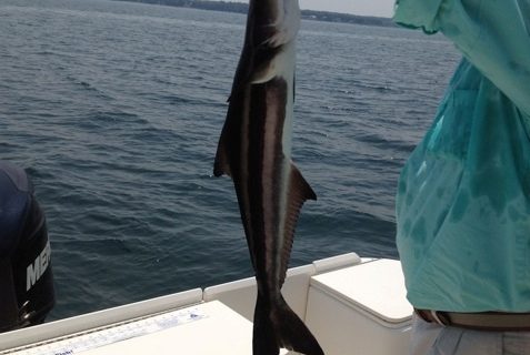 Buzzards Bay Cobia!