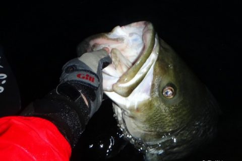 Kayaker Lands 50-inch Striper