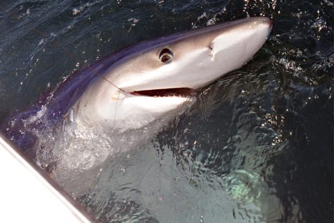 Summer Shark Tournaments &ndash; Part 1