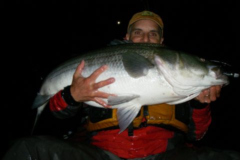Tales from the Striper Cup – Eric Harrison Kayak Catch and Release