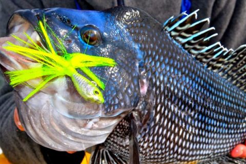 New York&rsquo;s Black Sea Bass Season To Open