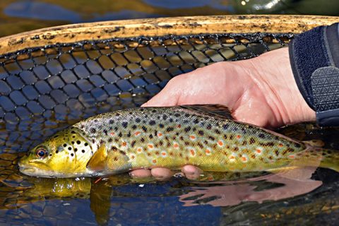 Massachusetts 2015 Spring Trout Stocking Has Begun