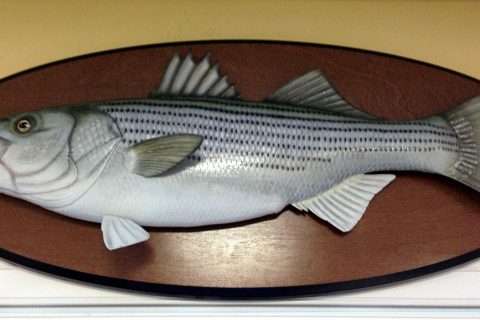 Catch & Release Prize:Striper Carving