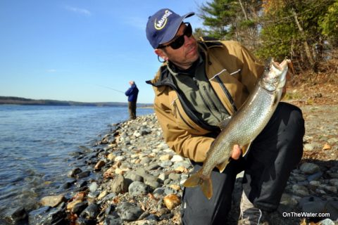 Well-Fed Lake Trout (Wachusett Reservoir Fishing Report)