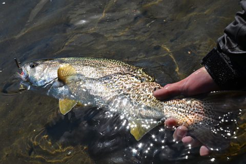 Weakfish Fishing in New England