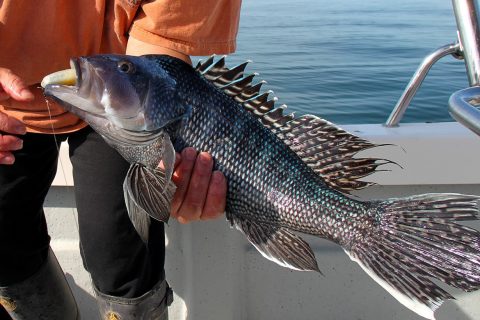 NYSDEC Recreational Black Sea Bass Public Meeting & Angler Survey