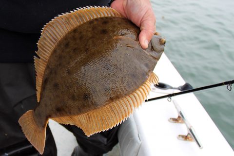 The Blackbacks are Back: Flounder Fishing Boston Harbor